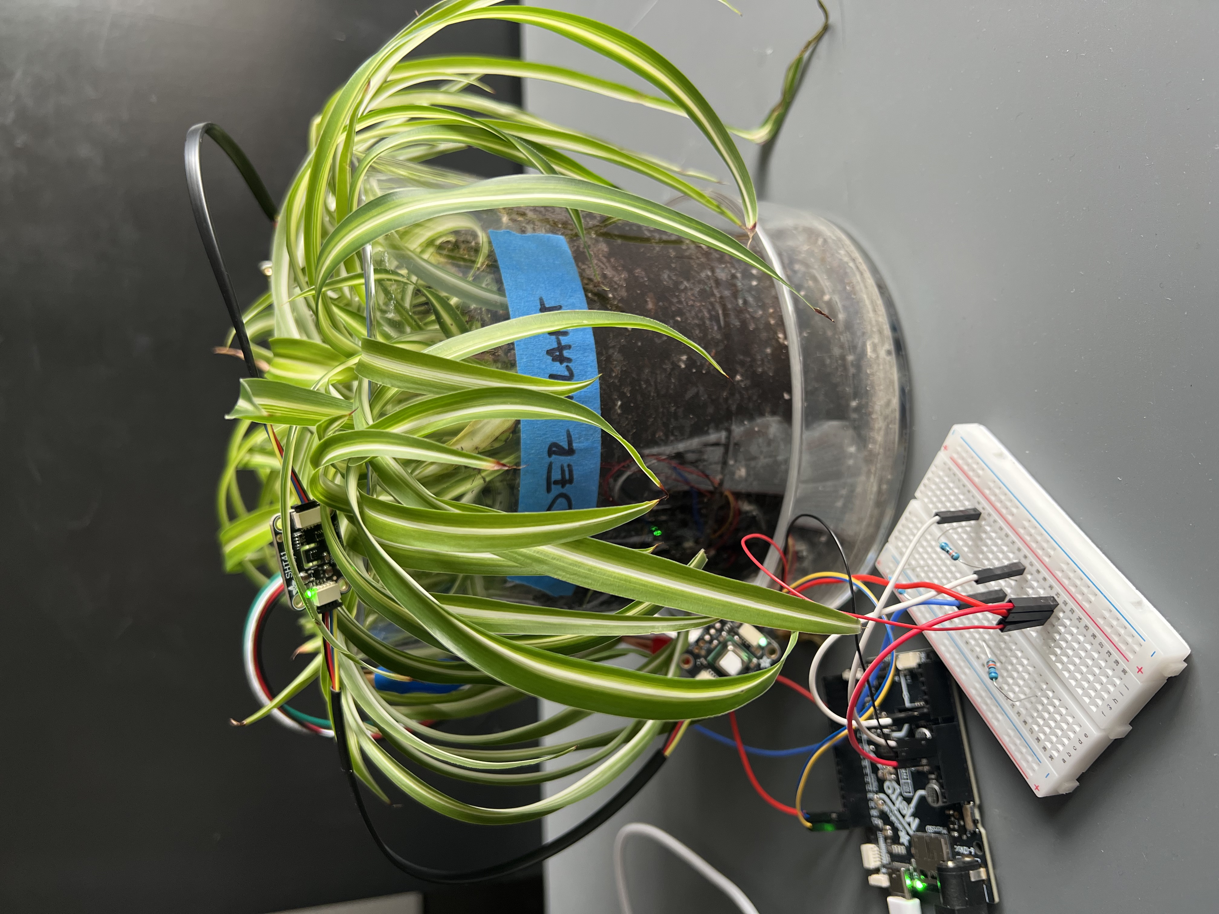 Blue oyster mycelium electrode