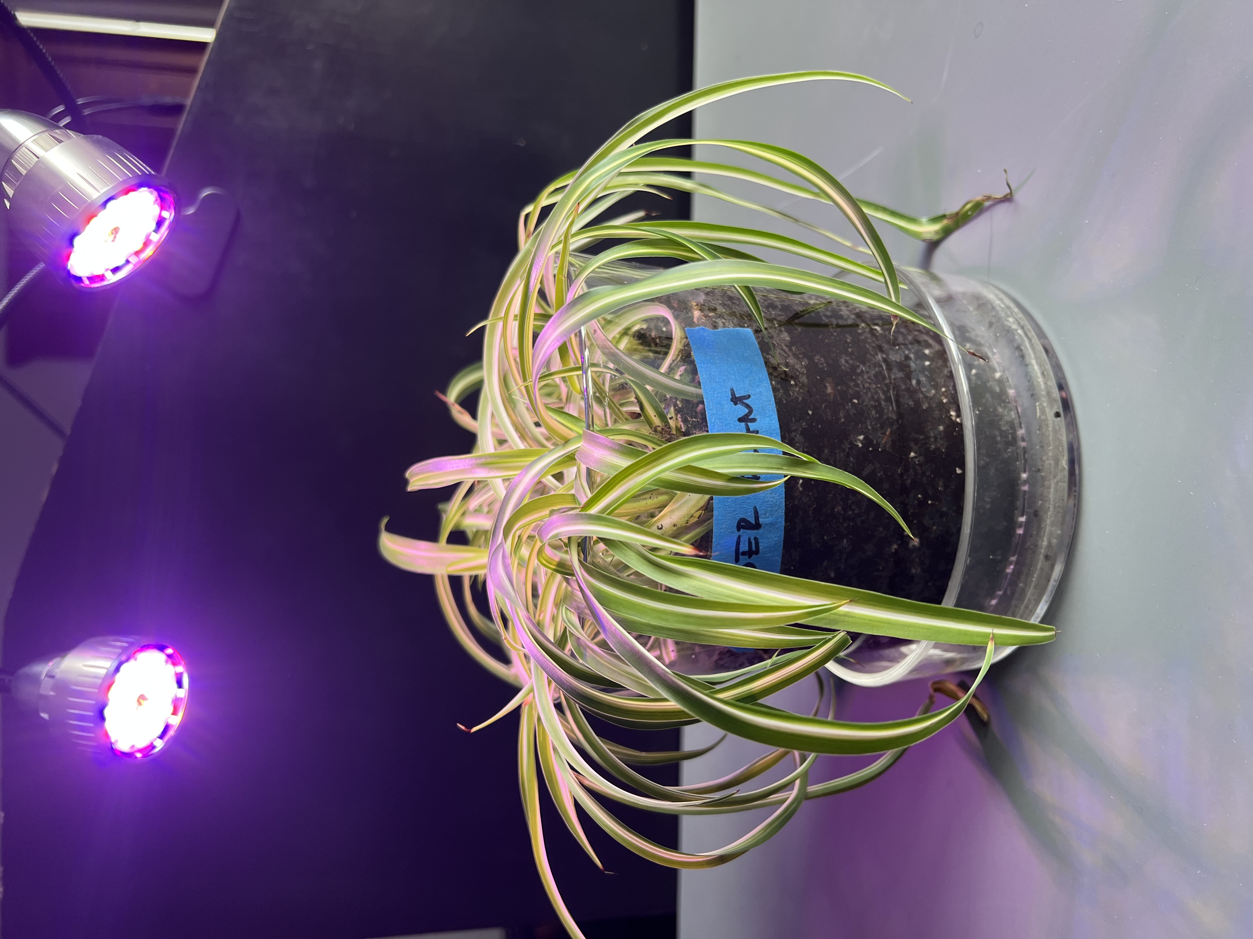 Serial plotter live reading