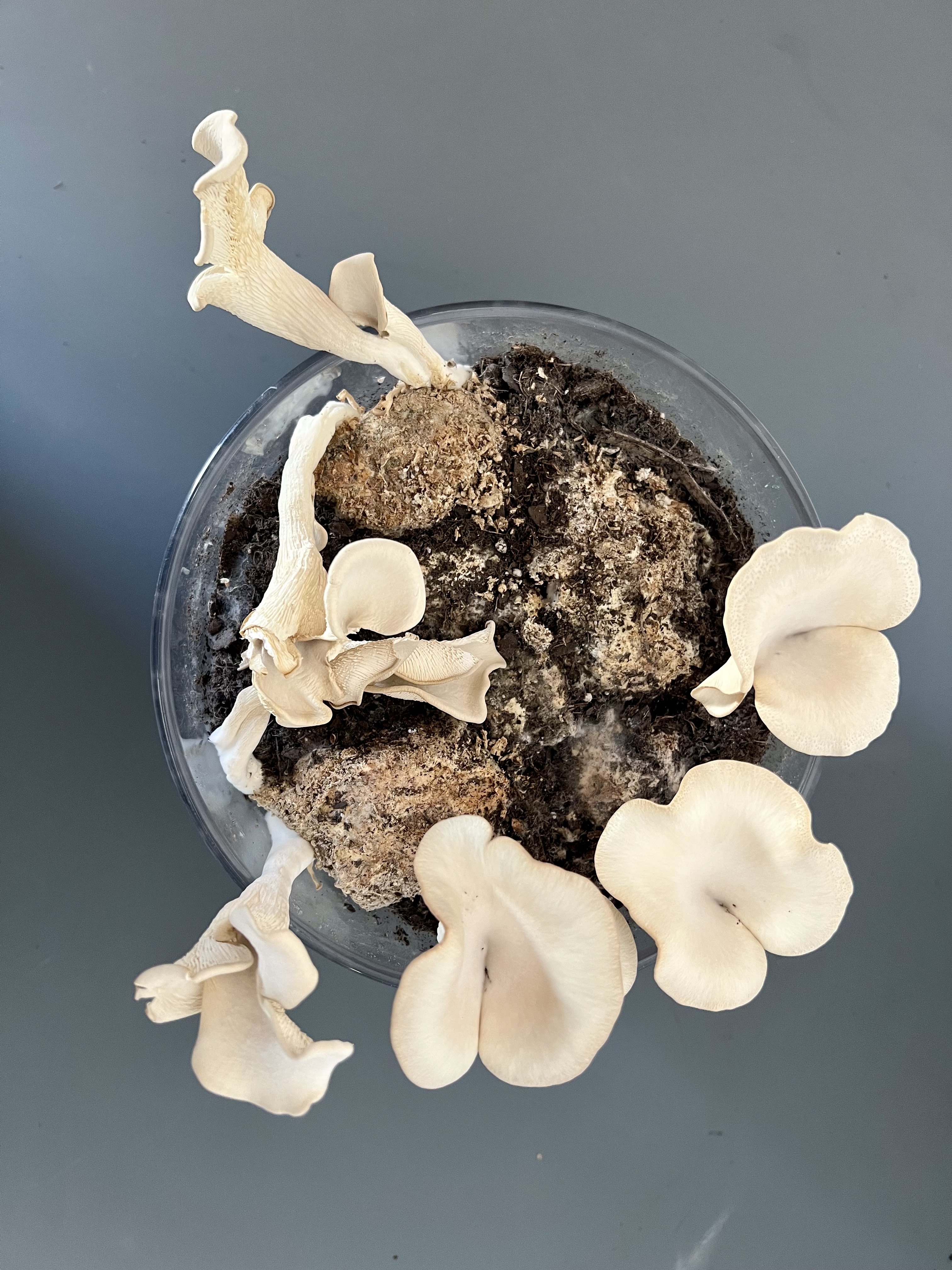 Mycelium growth stage
