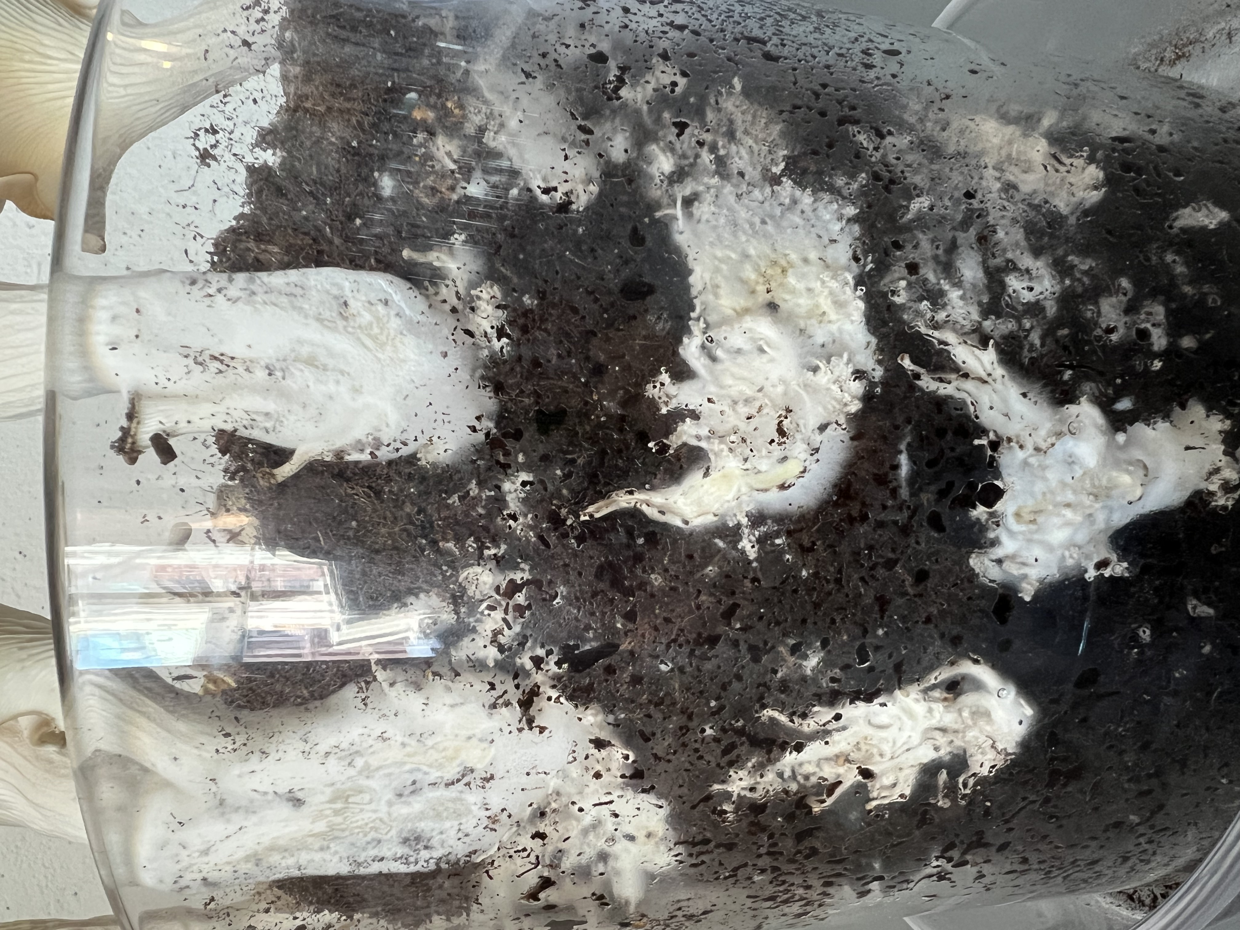 Mycelium growth stage