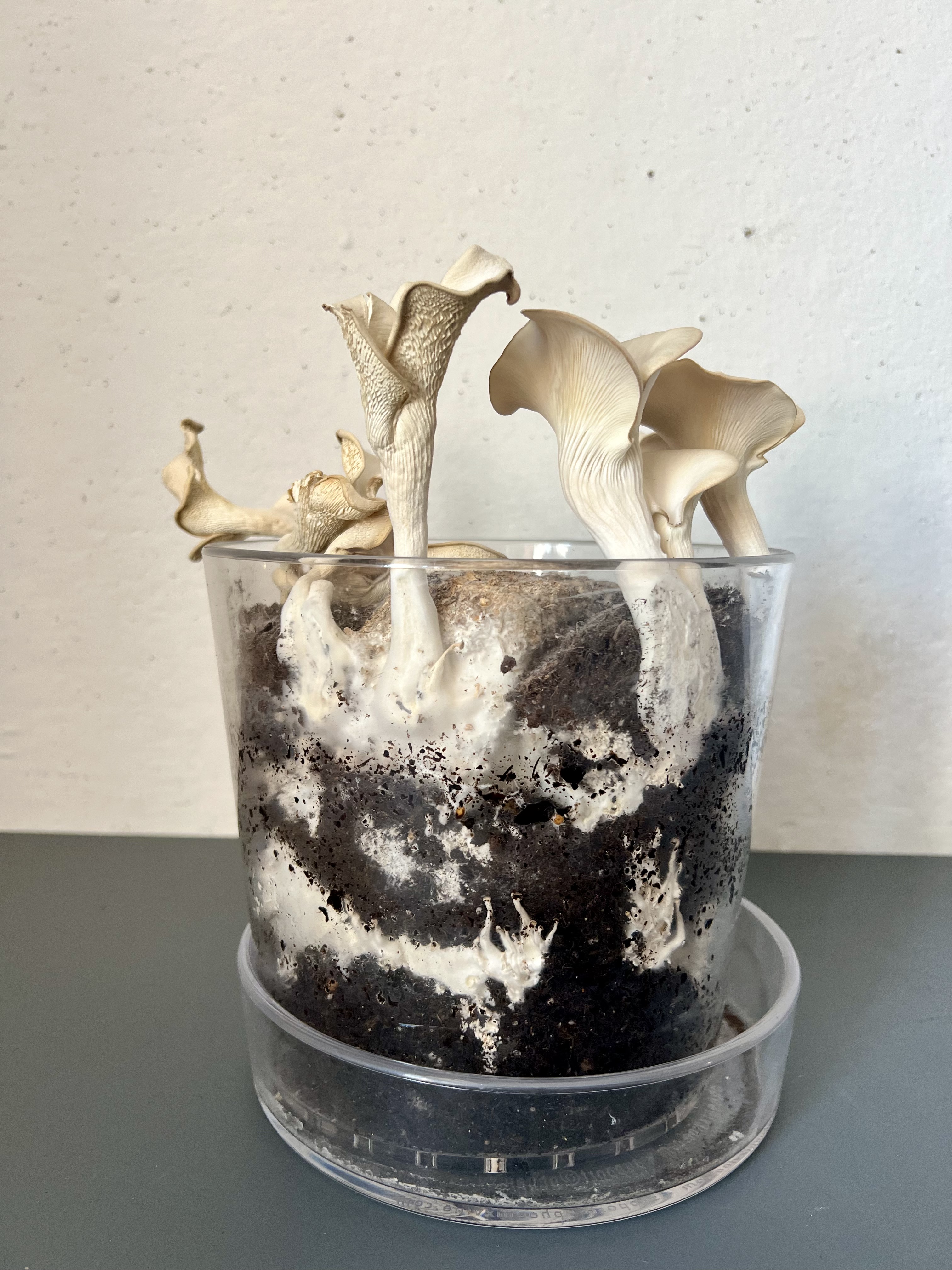 Mycelium growth stage