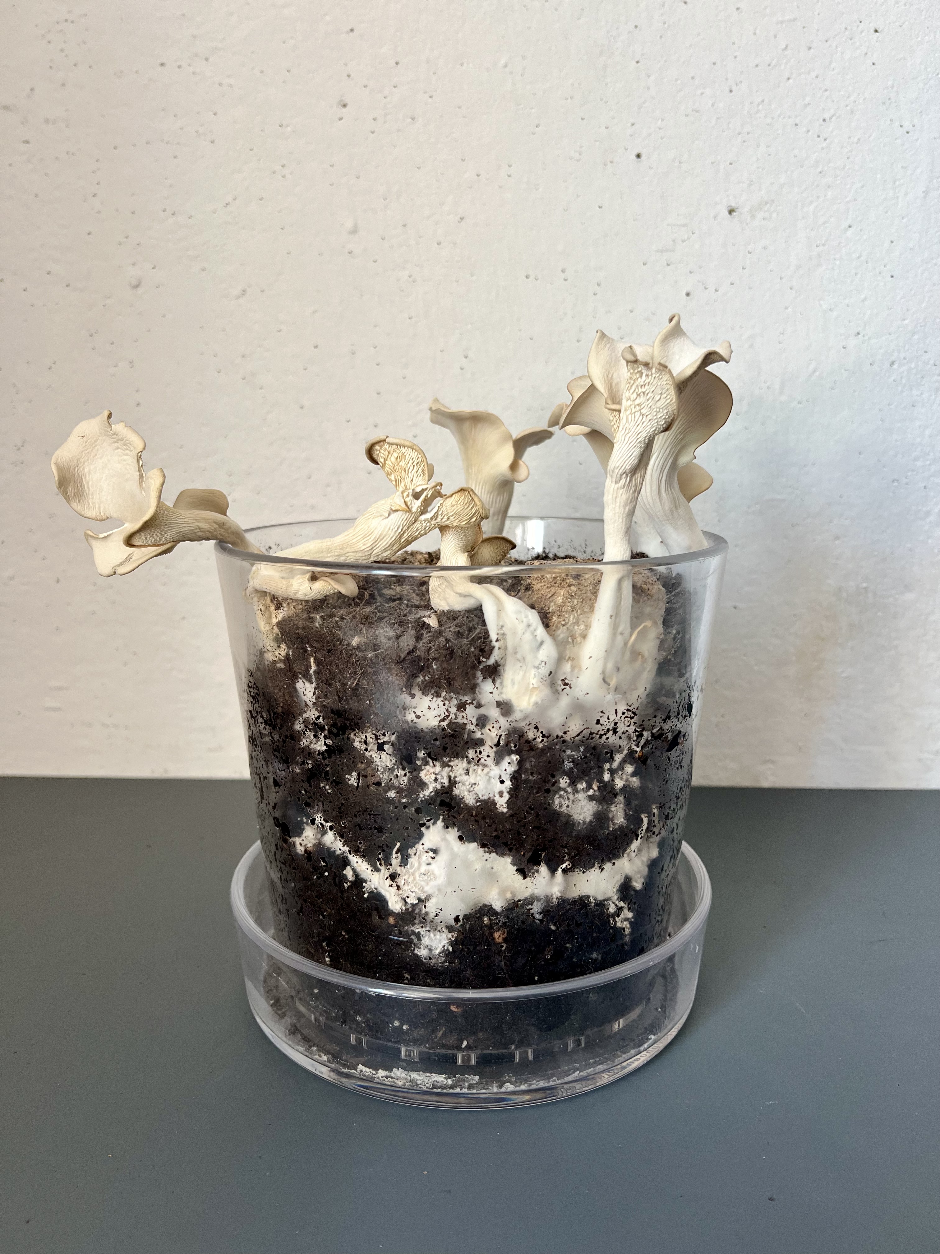 Mycelium growth stage