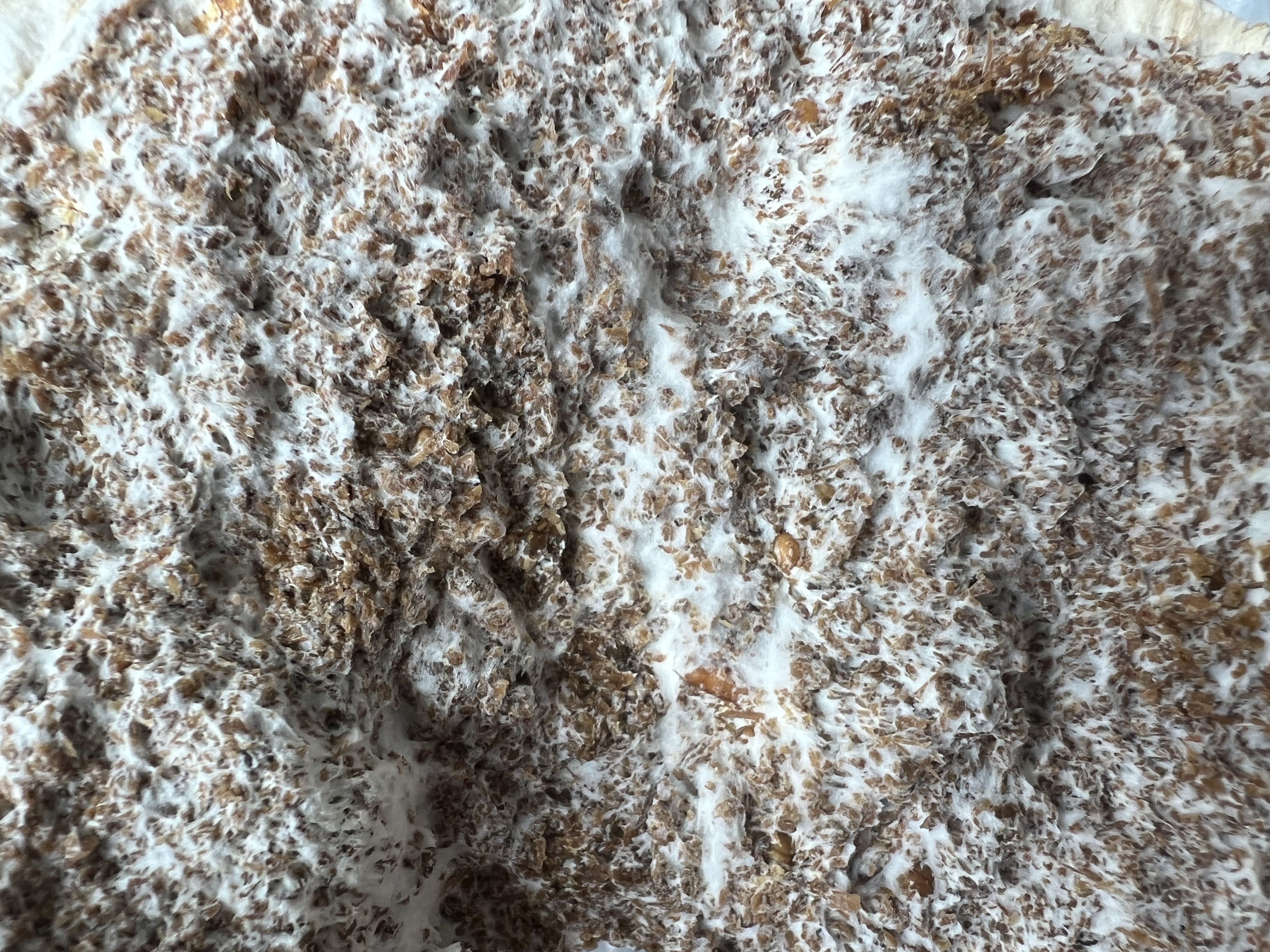 Mycelium growth stage