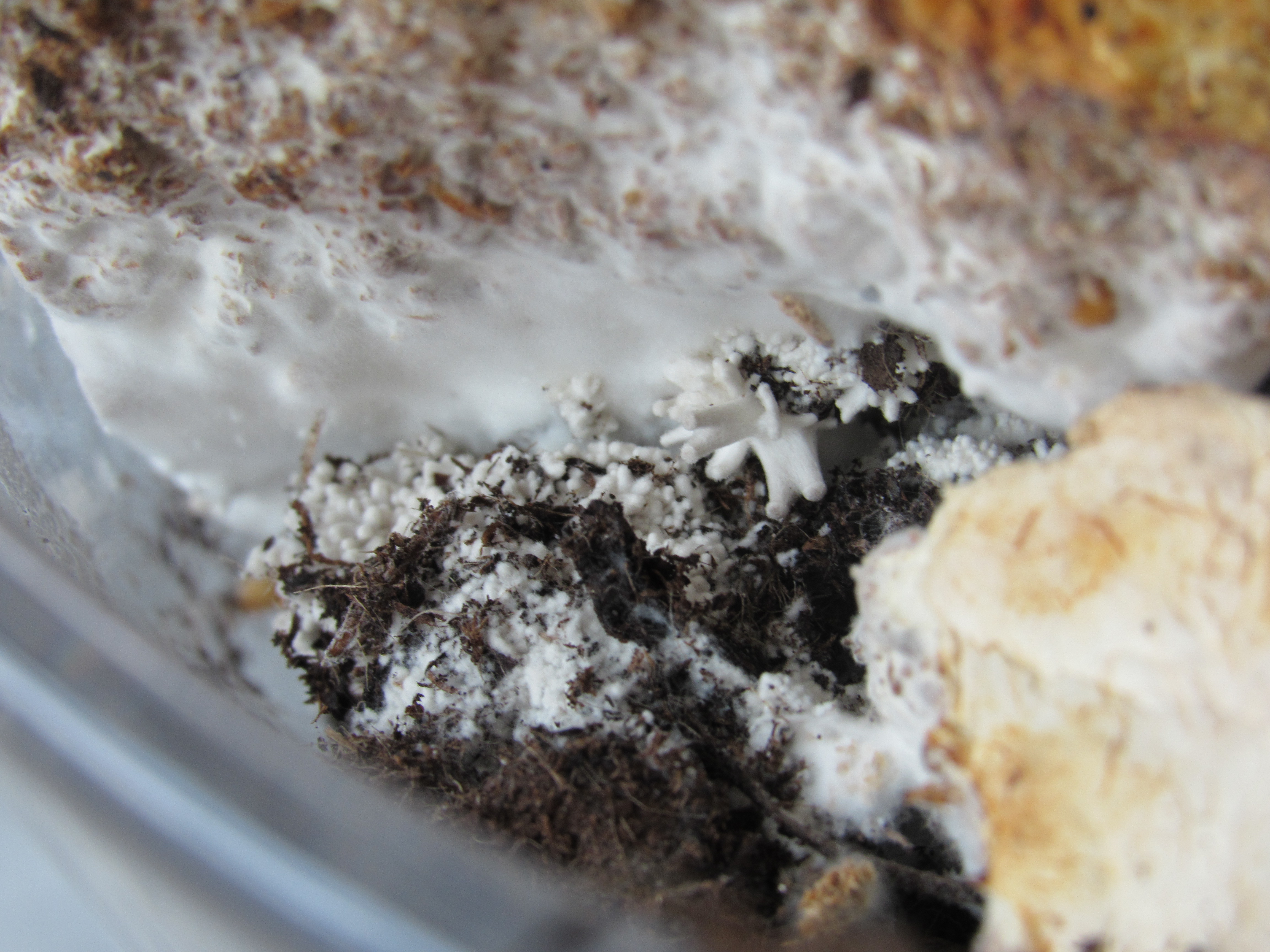 Mycelium growth stage